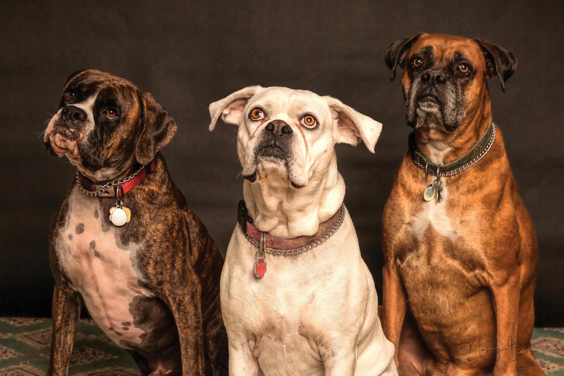 Best Vets in St. Charles